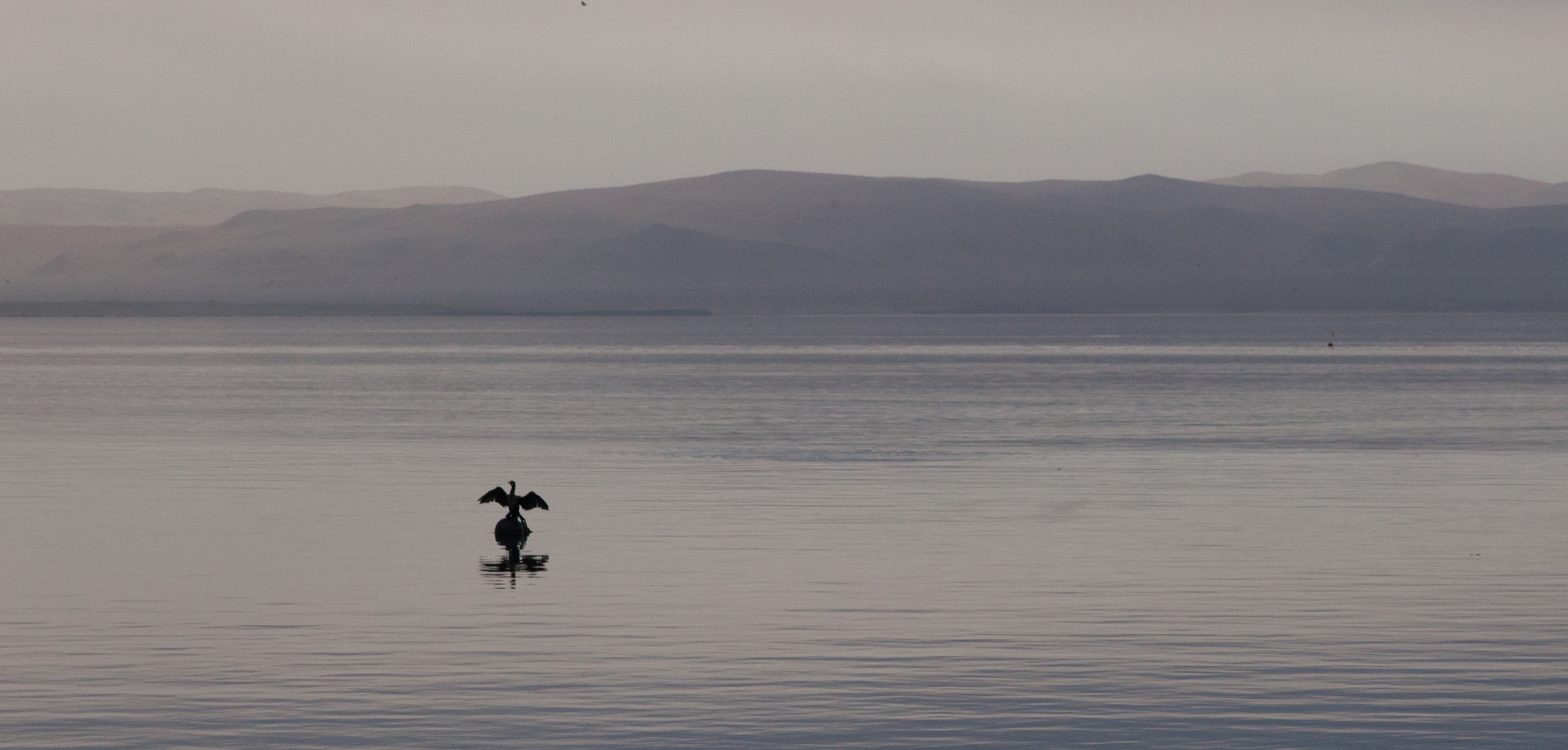 Paracas Seagull