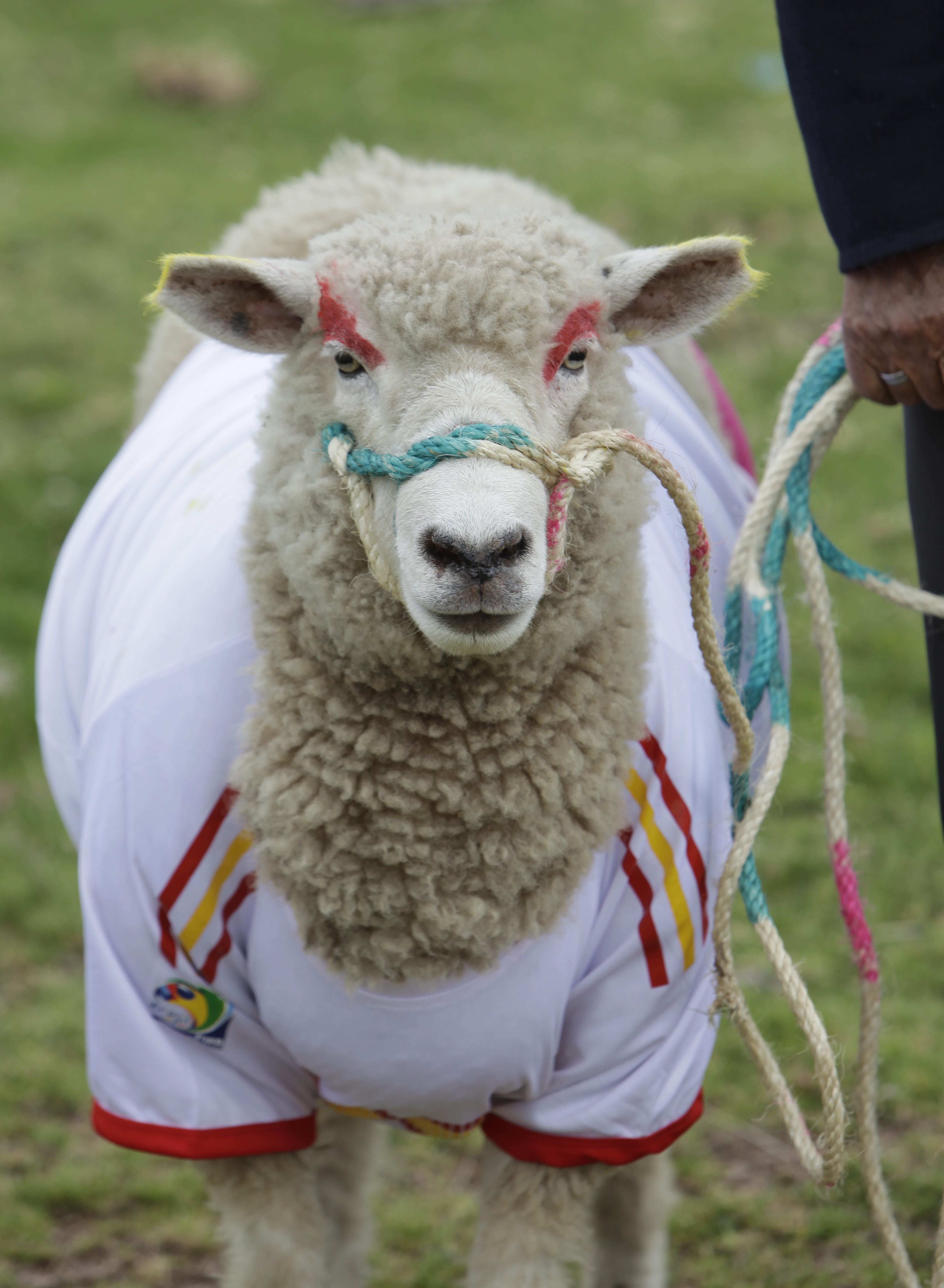 ad136564861a-sheep-wears-sp