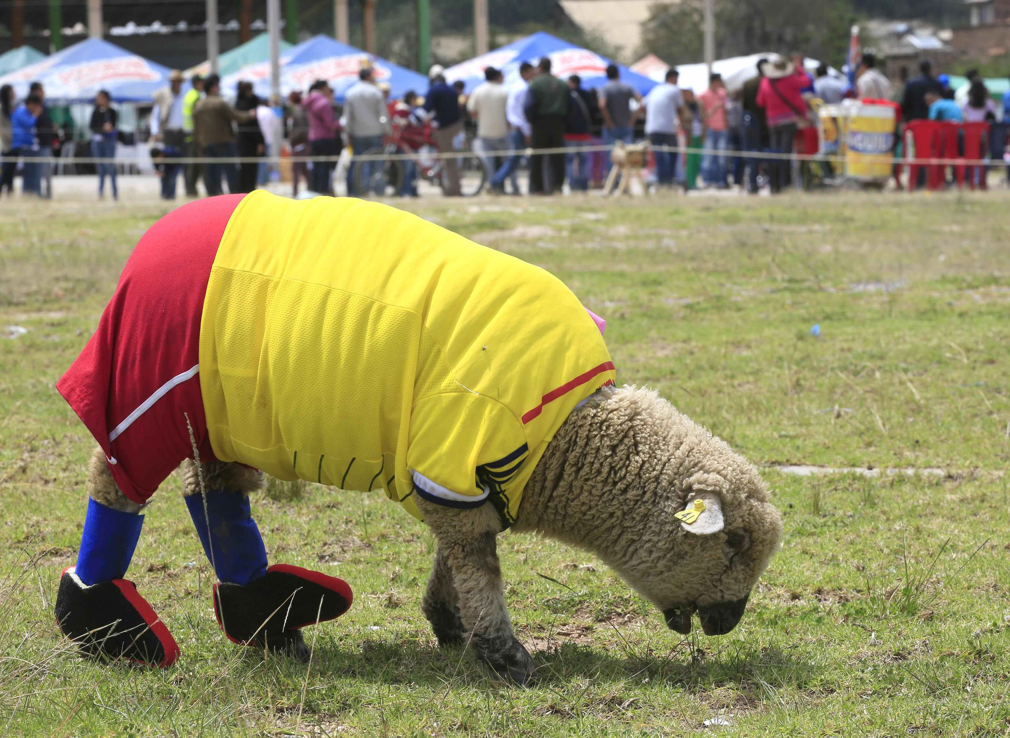 A sheep, dressed in a jersey in the colours of the Colombian national soccer team, grazes on grass during an exhibition, prior to the 2014 World Cup in Brazil, in Nobsa, June 1, 2014. The sheep is named Falcao, after the Colombian player. REUTERS/Jose Miguel Gomez (COLOMBIA - Tags: SPORT SOCCER SOCIETY ANIMALS WORLD CUP TPX IMAGES OF THE DAY)